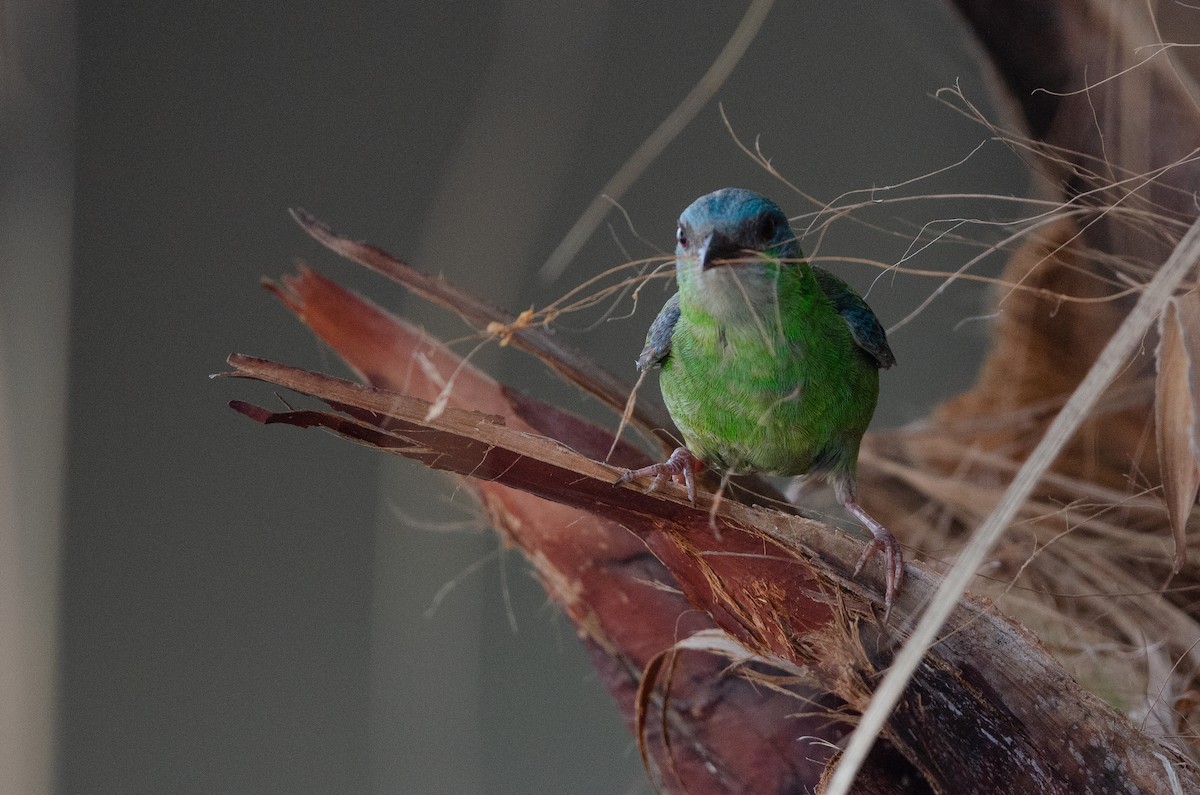 ヒワミツドリ - ML650836545