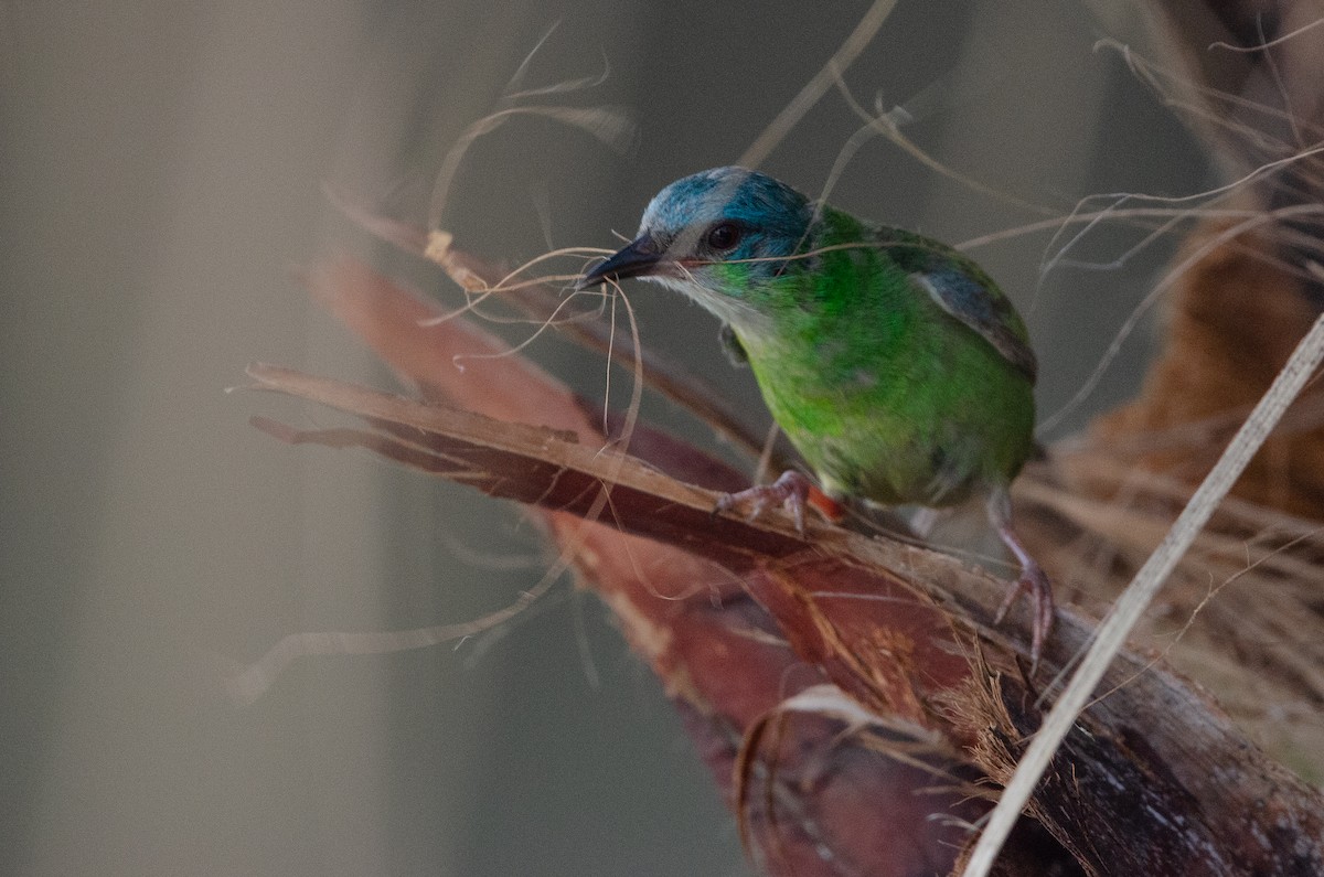 ヒワミツドリ - ML650836546