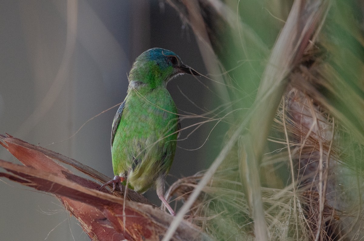 ヒワミツドリ - ML650836547