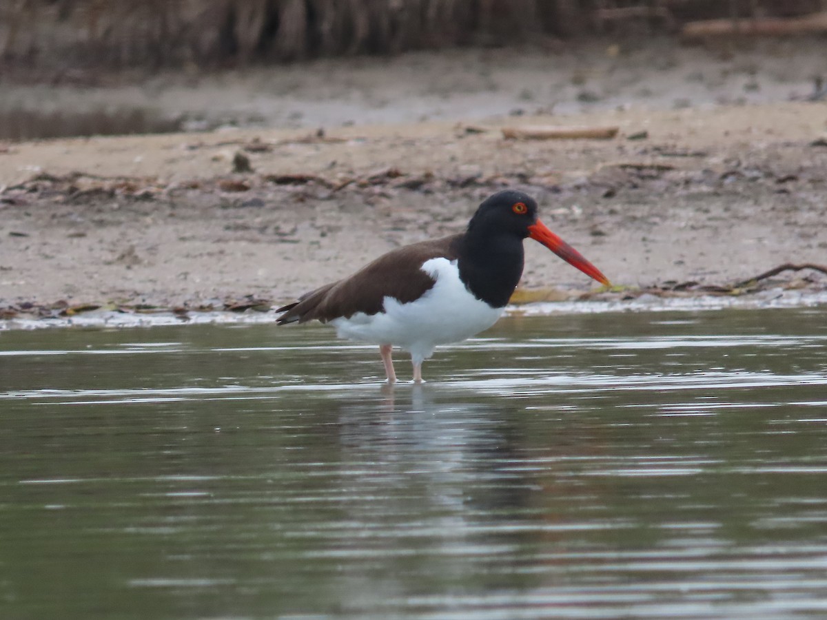 Ostrero Pío Americano - ML650836592