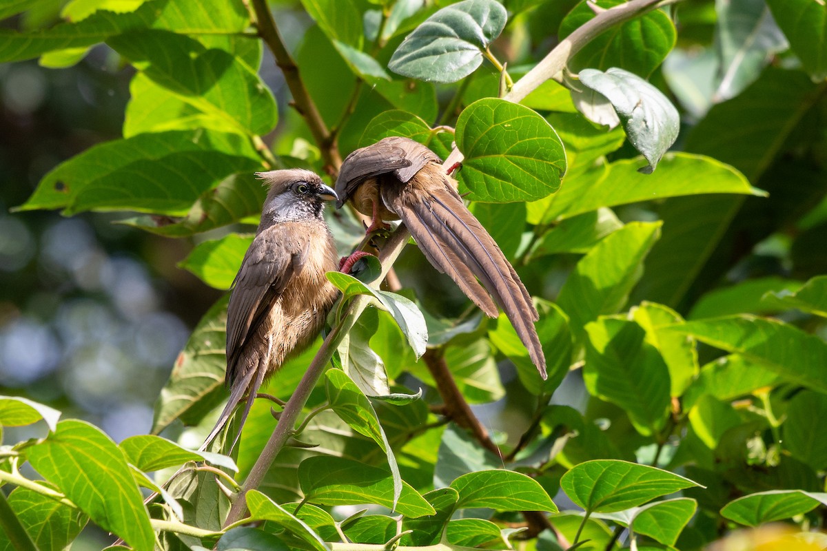 Бурокрылая птица-мышь - ML650836613