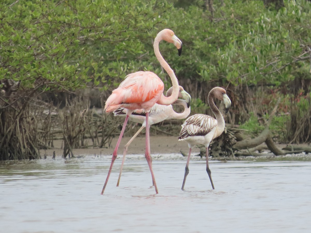 Flamenco Rojo - ML650836658