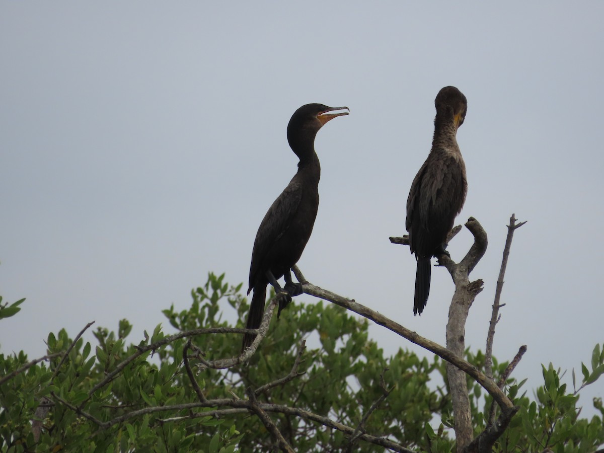 Cormorán Biguá - ML650836668