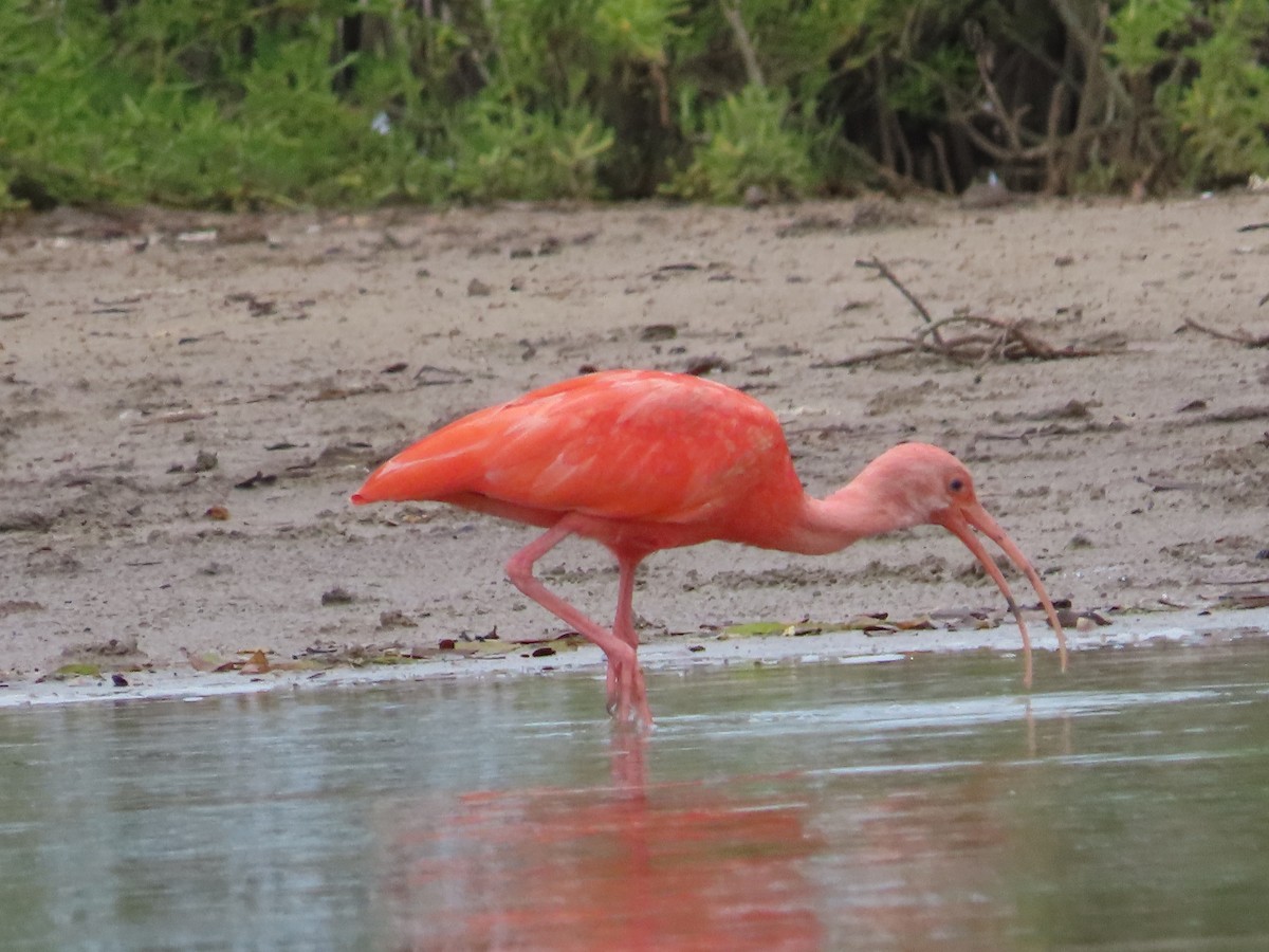 Corocoro Rojo - ML650836679