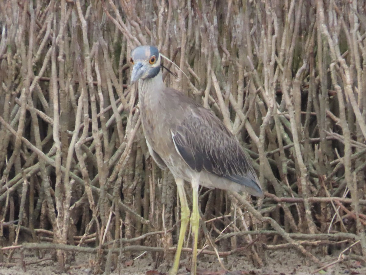 Martinete Coronado - ML650836687