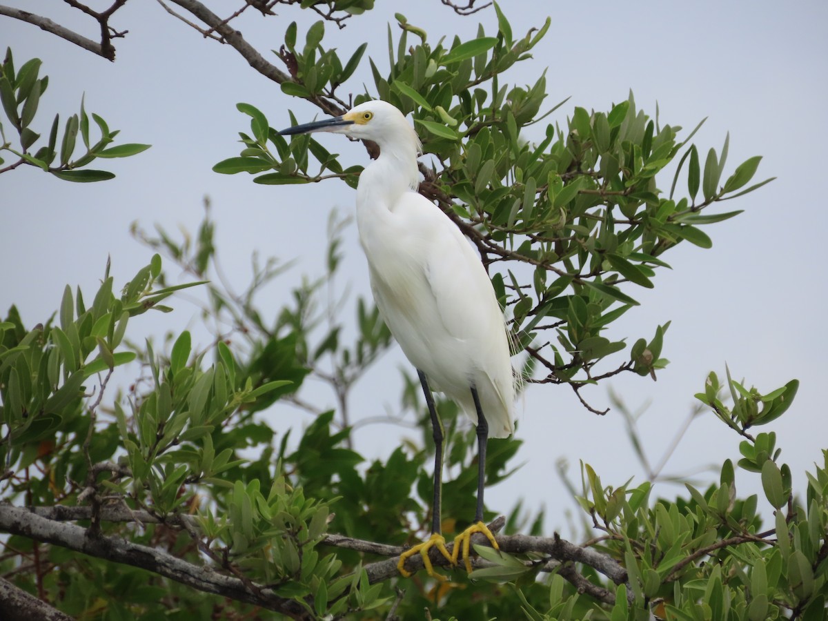 Garceta Nívea - ML650836693