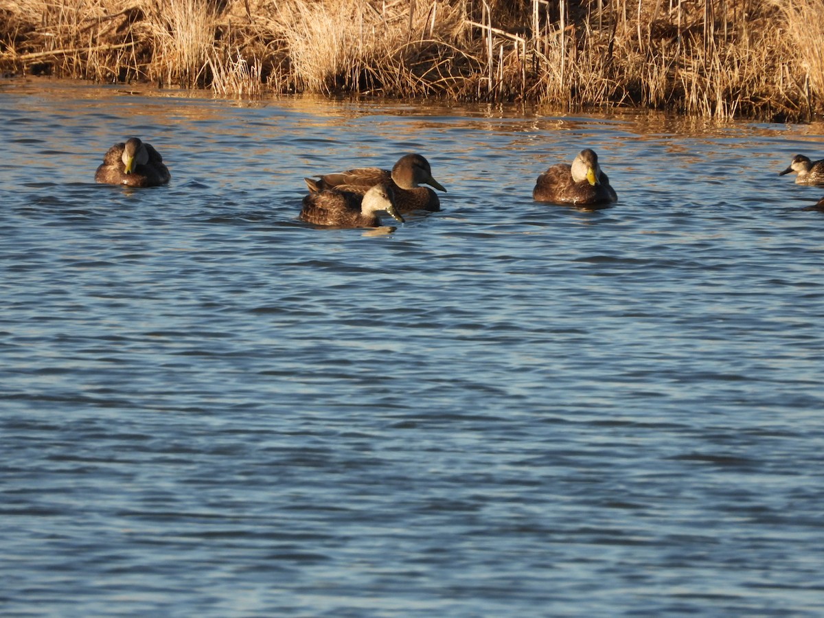 アメリカガモ - ML650836742