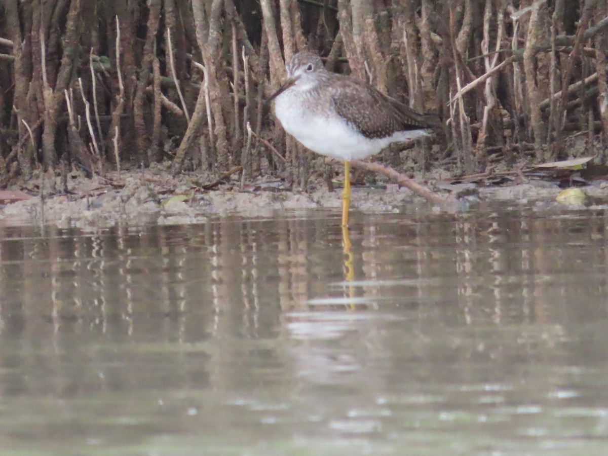 Archibebe Patigualdo Grande - ML650836776