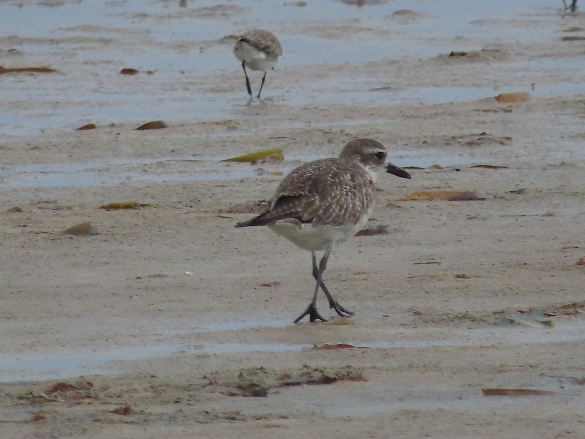 Chorlito Gris - ML650836825