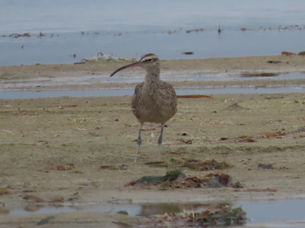 Zarapito Trinador Americano - ML650836847