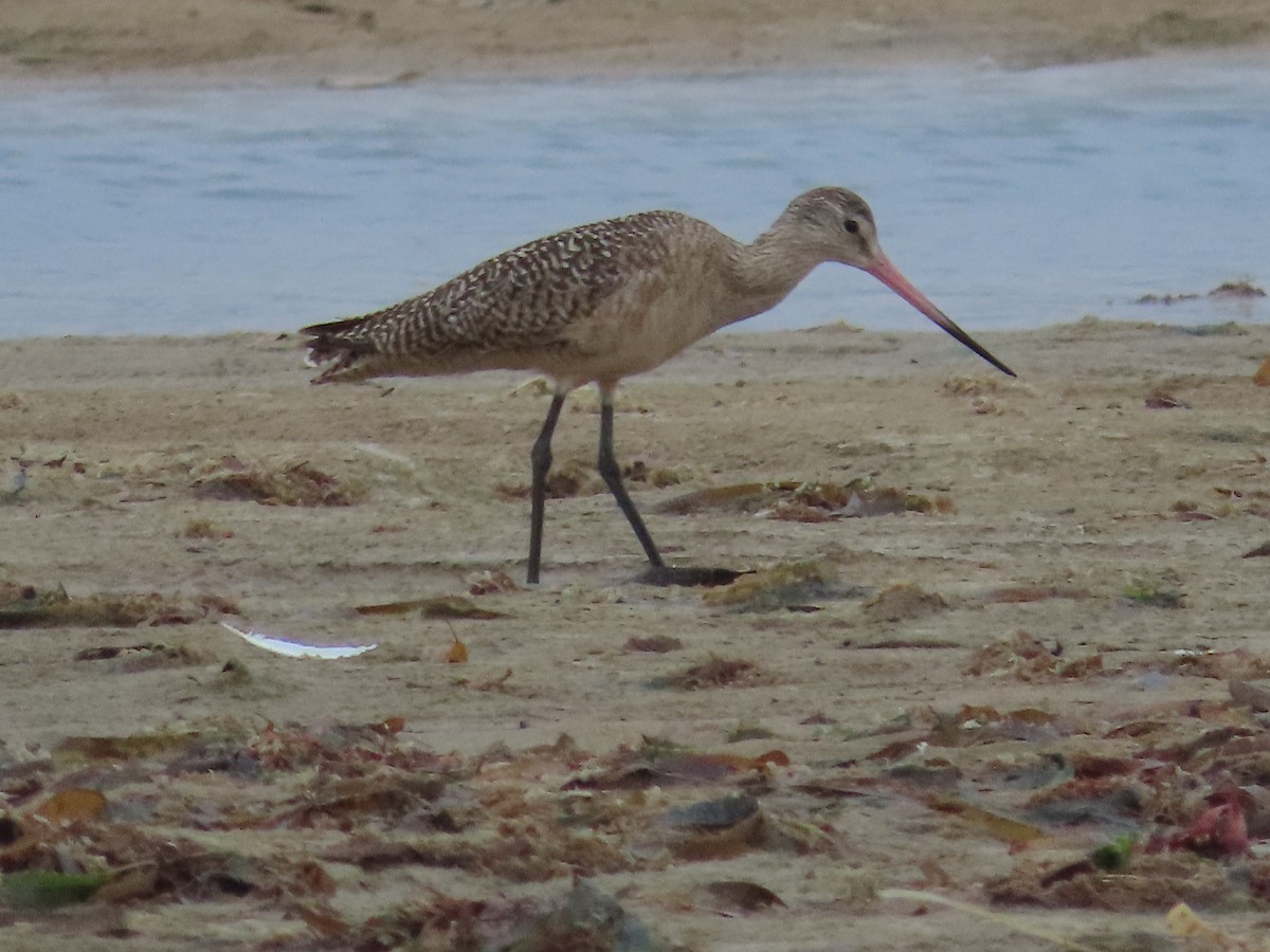 Aguja Canela - ML650836853