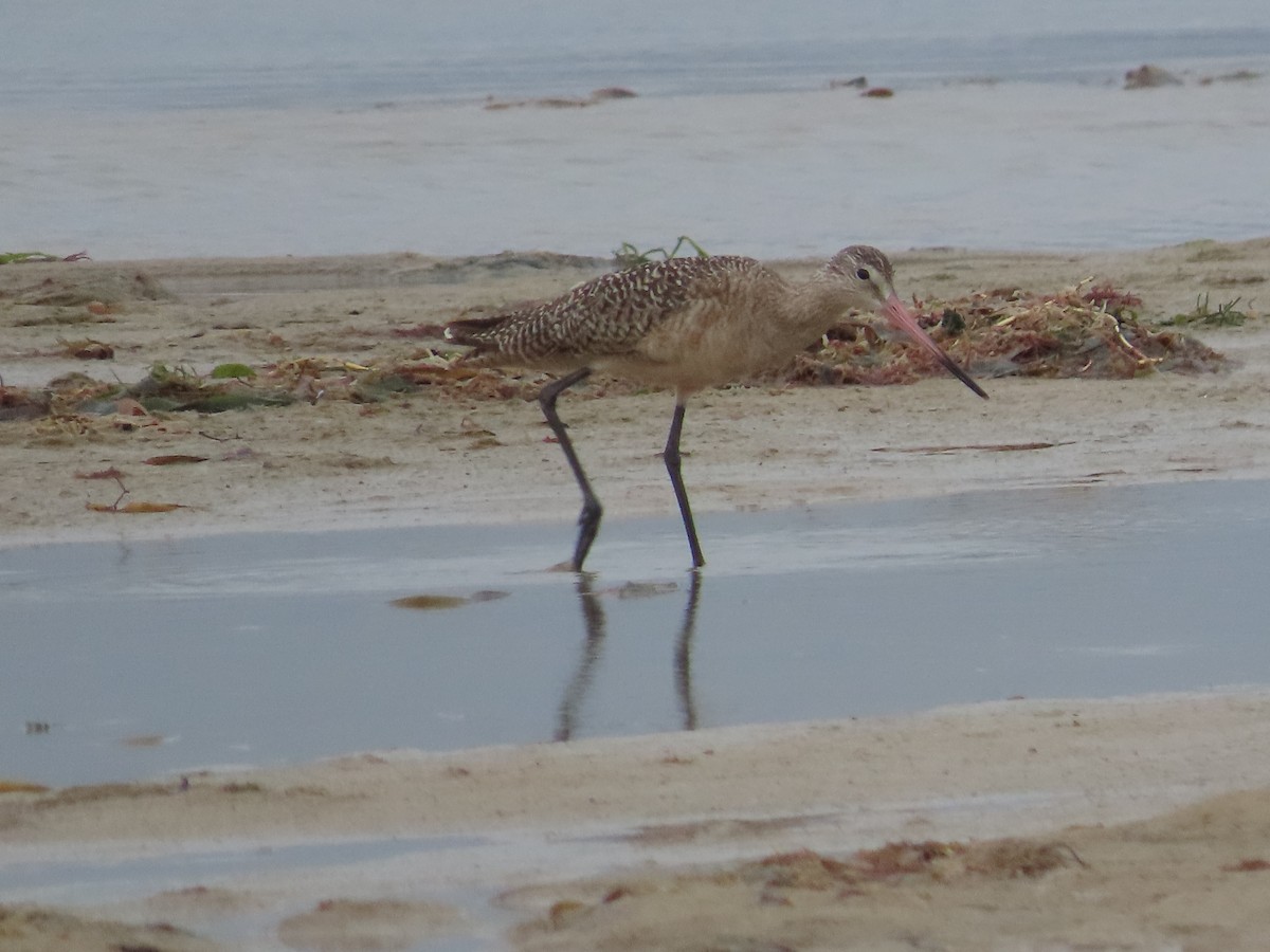 Aguja Canela - ML650836855