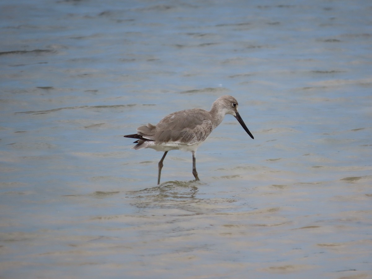 Playero Aliblanco (inornata) - ML650836861