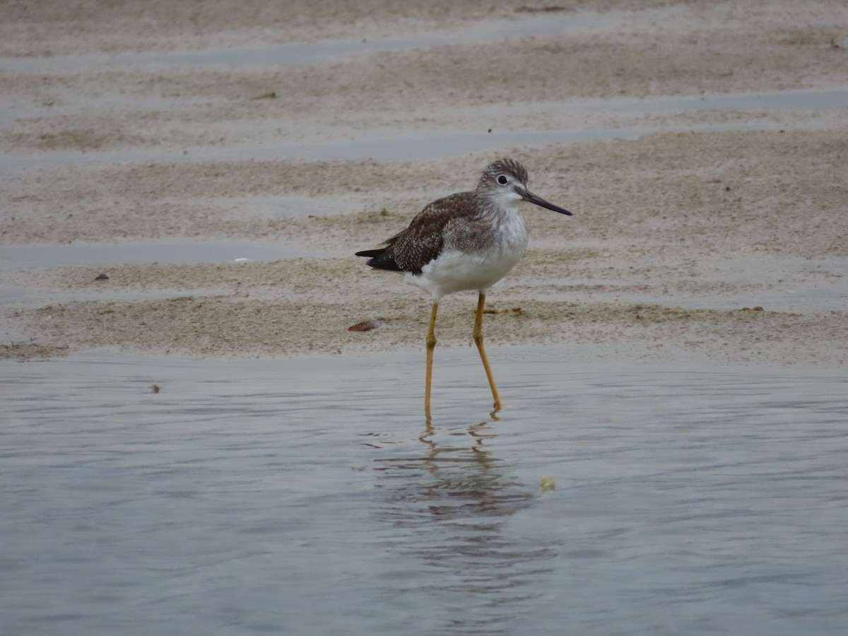 Archibebe Patigualdo Grande - ML650836880