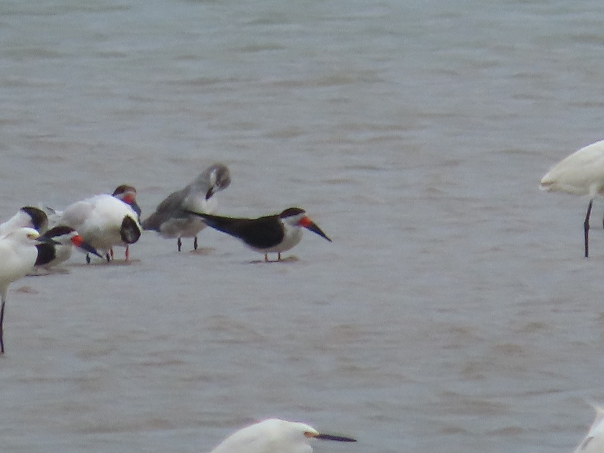 Rayador Americano - ML650836889