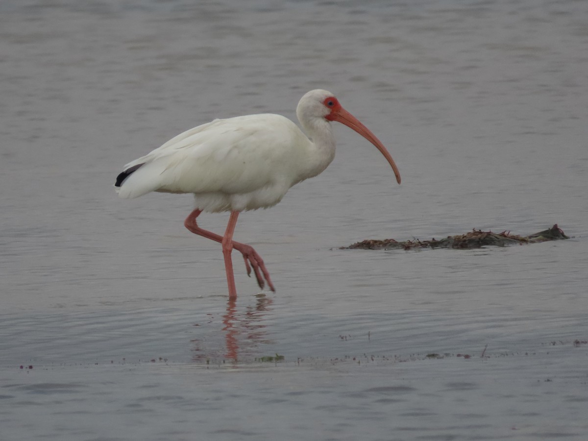 Corocoro Blanco - ML650836907