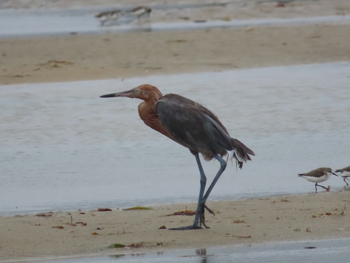 Garceta Rojiza - ML650836923