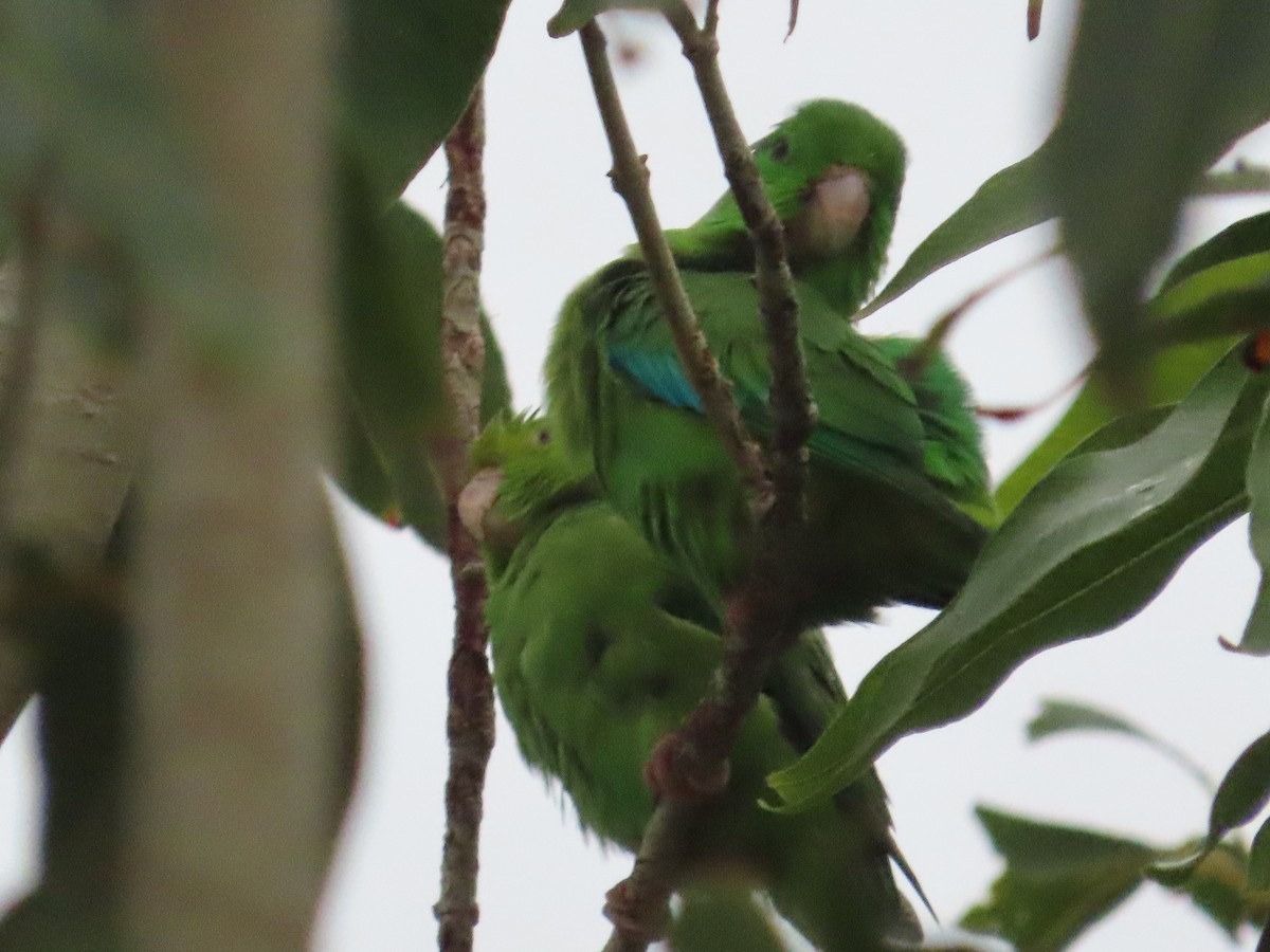 Cotorrita Culiverde - ML650836947