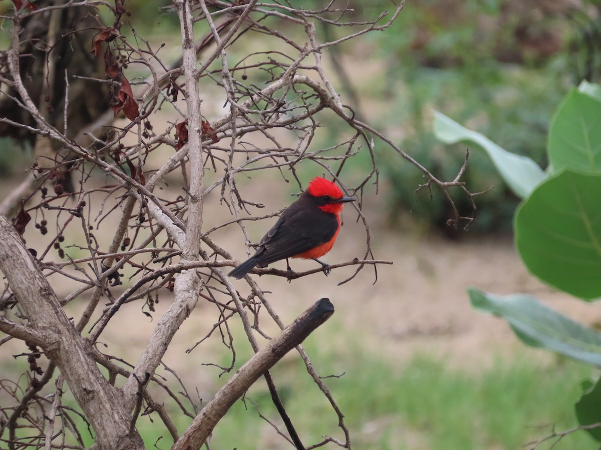 Mosquero Cardenal - ML650836961