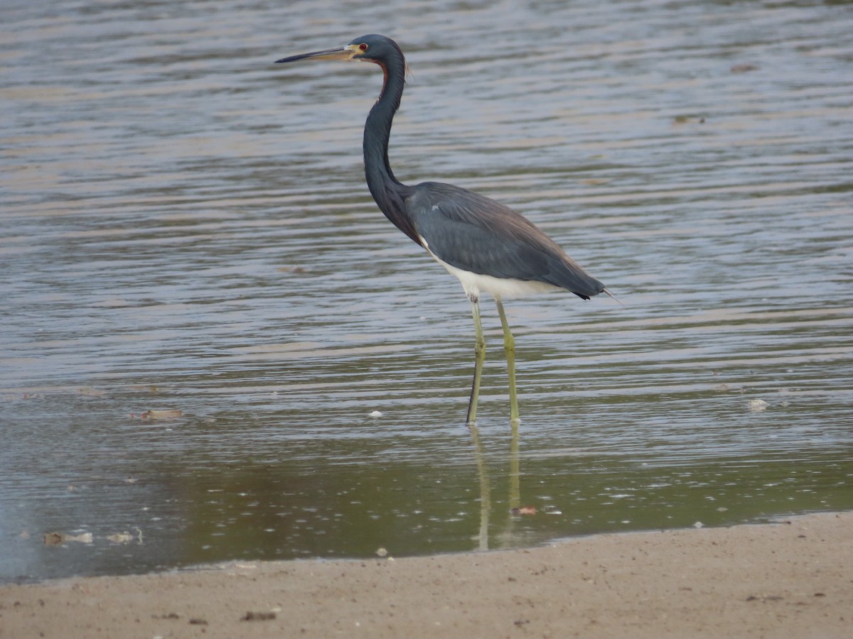 Garceta Tricolor - ML650836972