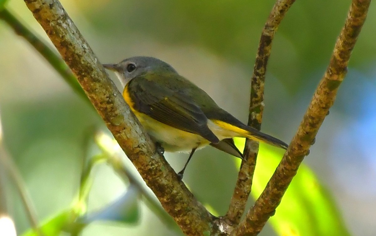 American Redstart - ML650837023