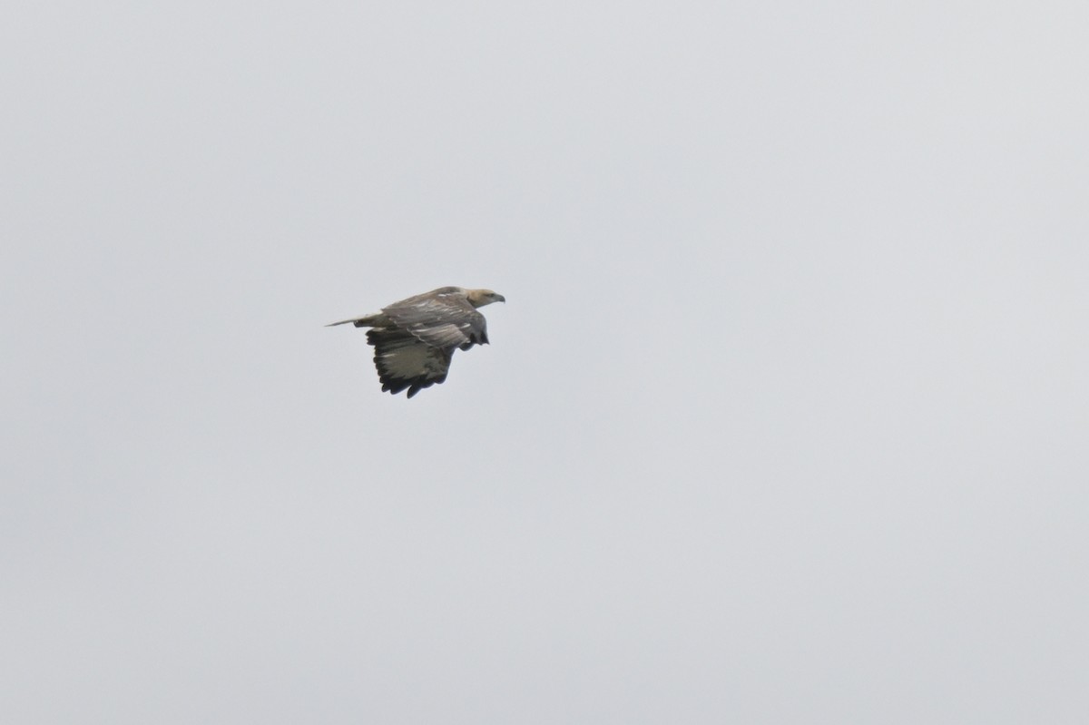 White-bellied Sea-Eagle - ML650837061