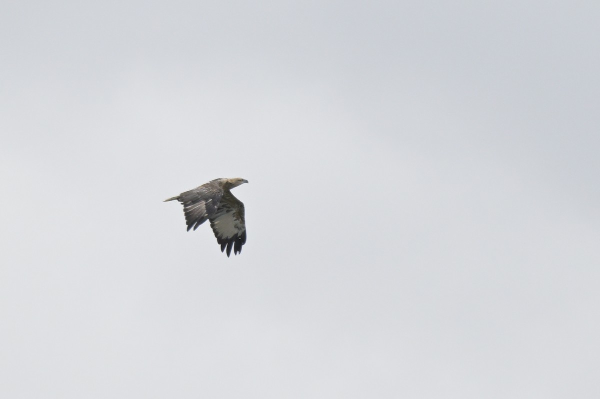 White-bellied Sea-Eagle - ML650837062
