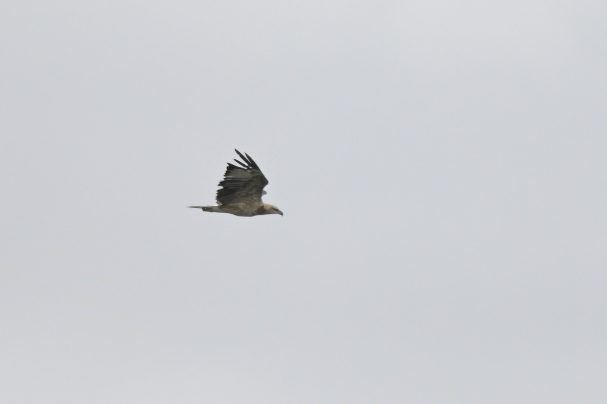 White-bellied Sea-Eagle - ML650837063
