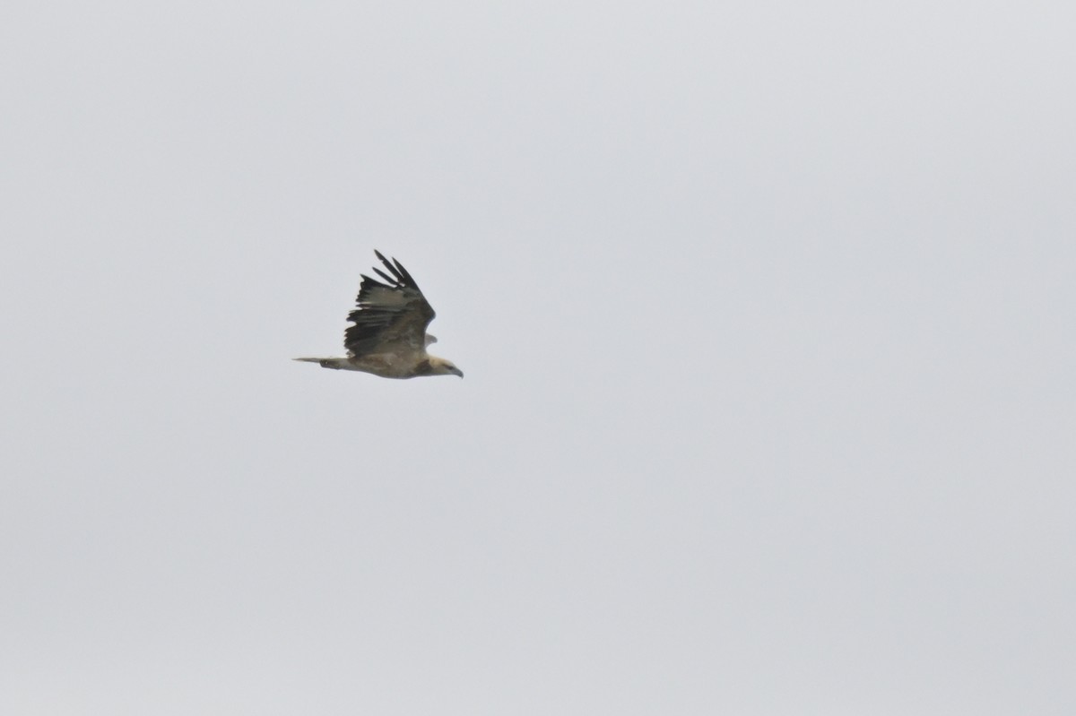 White-bellied Sea-Eagle - ML650837064