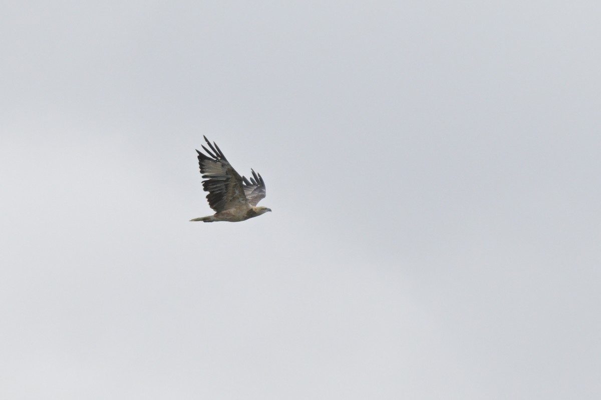 White-bellied Sea-Eagle - ML650837065