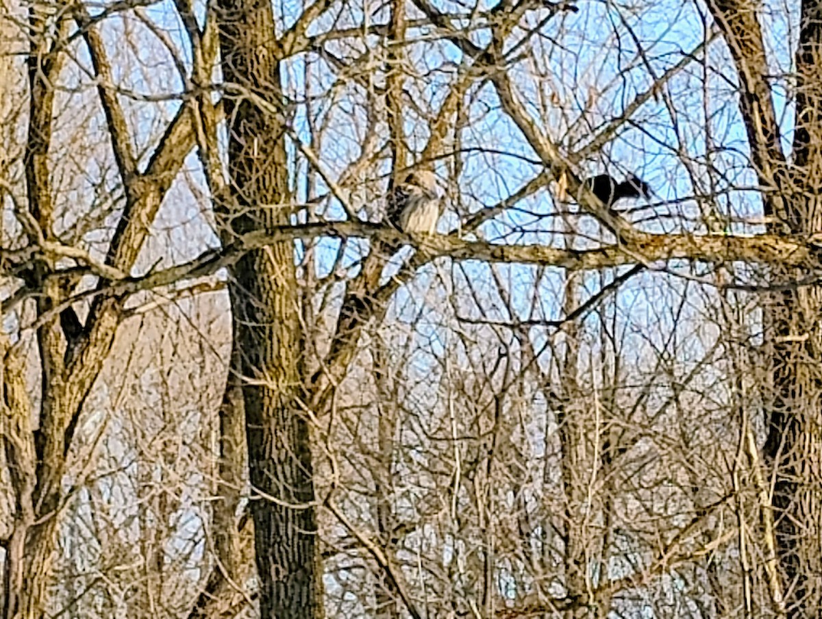 アメリカフクロウ - ML650837179