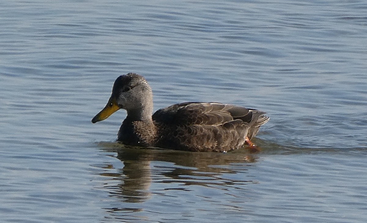 アメリカガモ - ML650837205