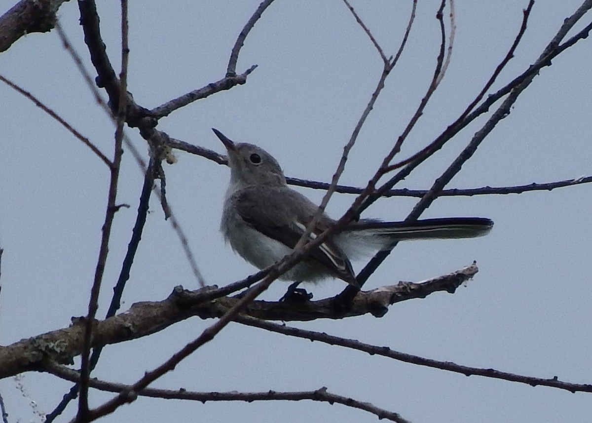 Blue-gray Gnatcatcher - ML65083721