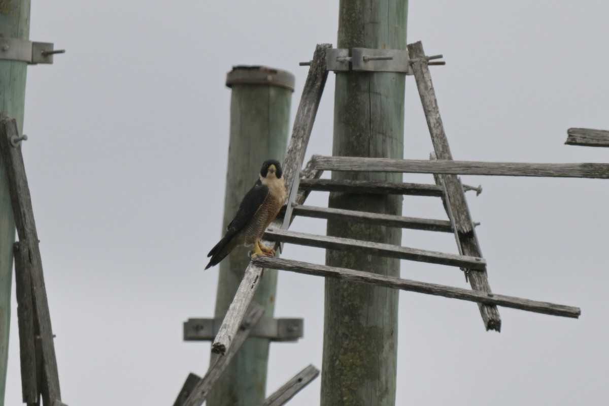 Peregrine Falcon - ML650837242