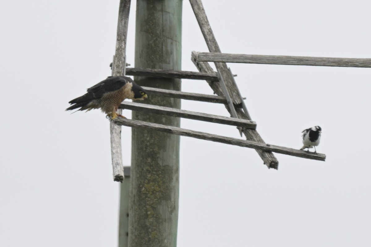 Peregrine Falcon - ML650837247