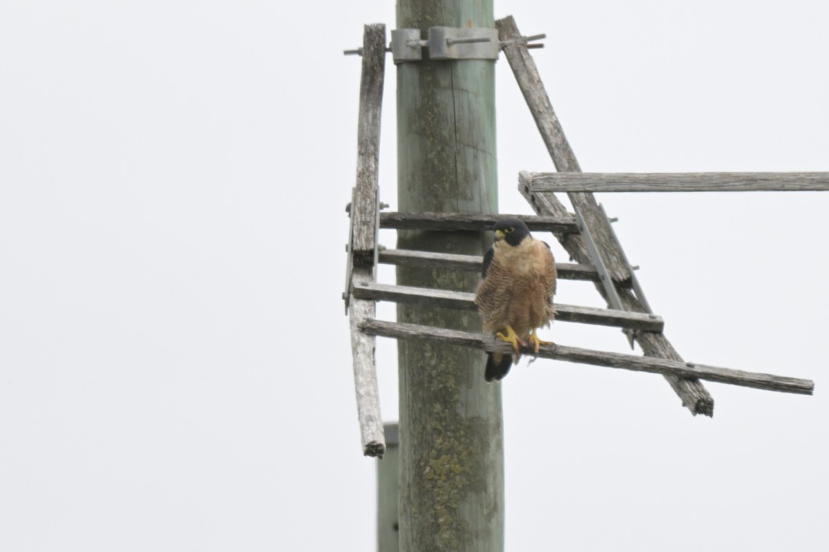 Peregrine Falcon - ML650837278