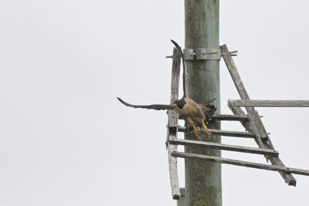 Peregrine Falcon - ML650837284