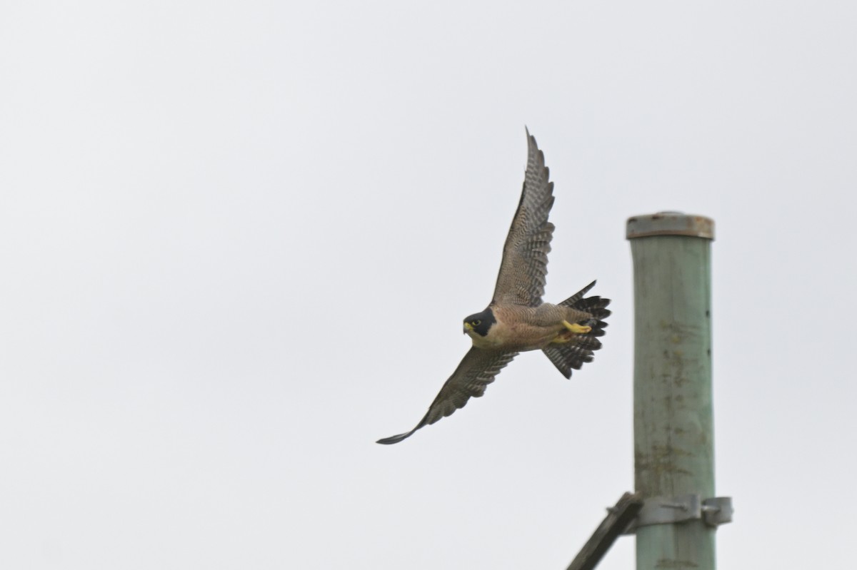 Peregrine Falcon - ML650837289