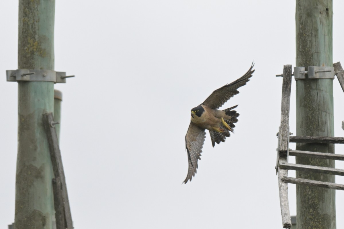 Peregrine Falcon - ML650837293