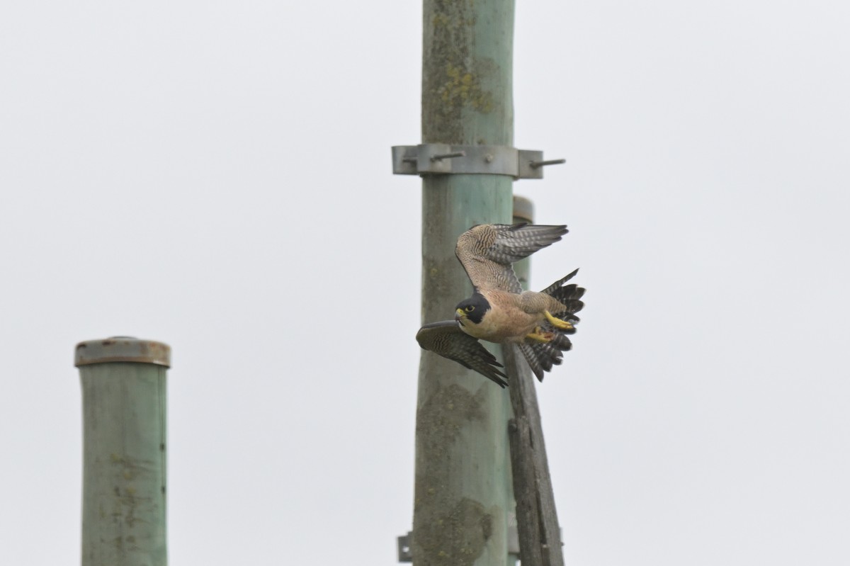 Peregrine Falcon - ML650837304