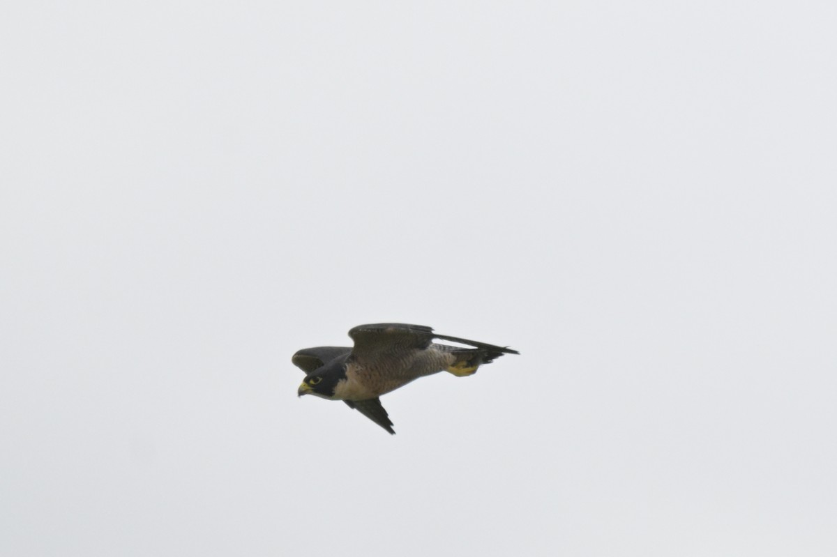 Peregrine Falcon - ML650837307