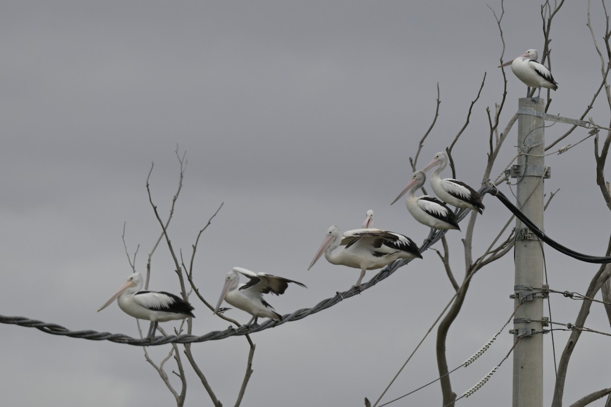 Australian Pelican - ML650837314