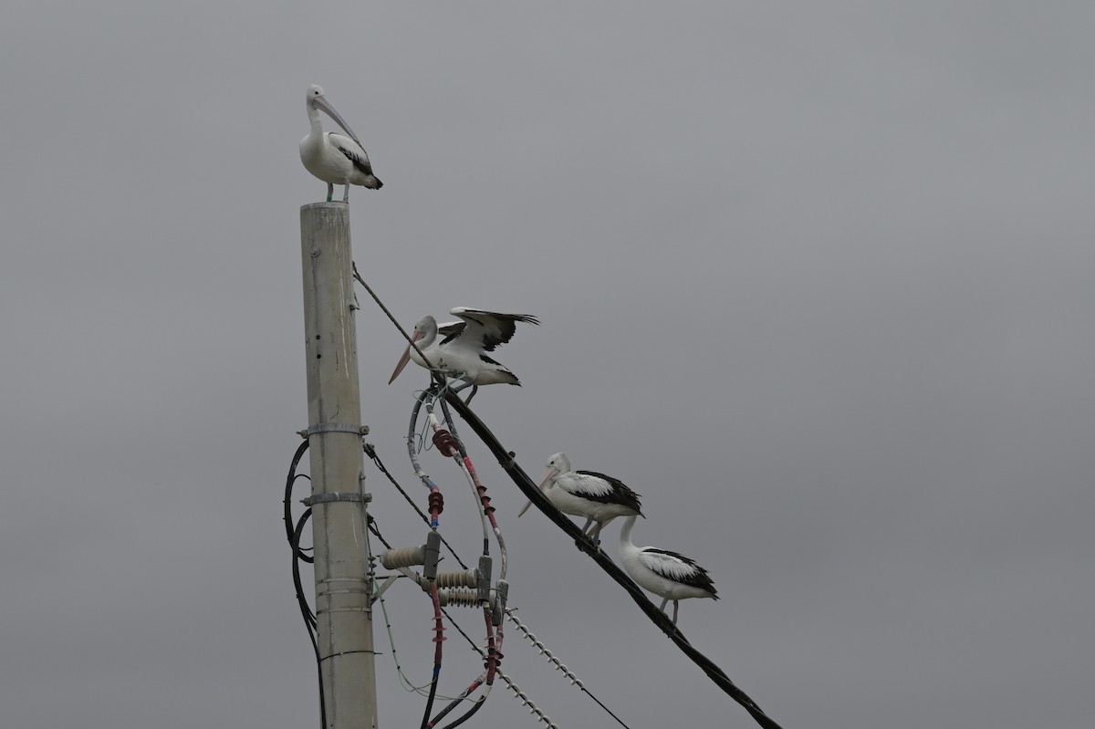 Australian Pelican - ML650837316