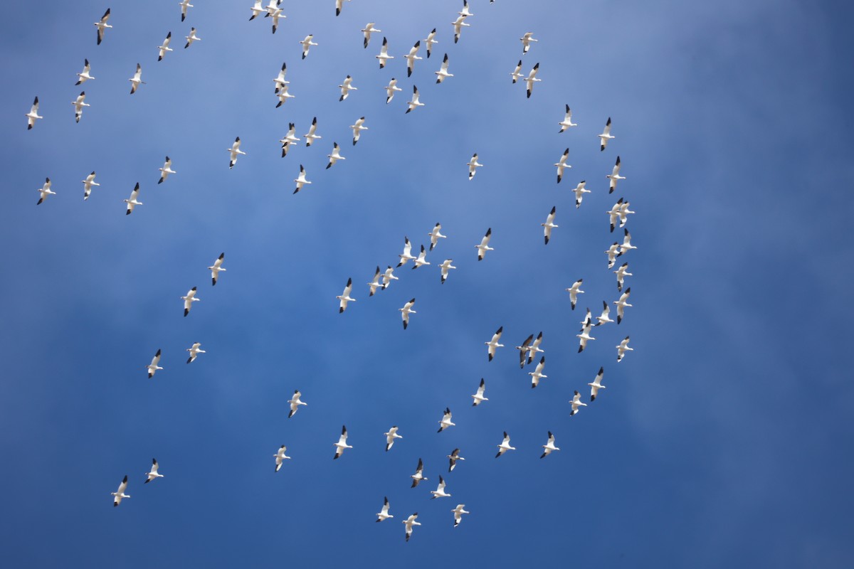 Snow Goose - ML650837392