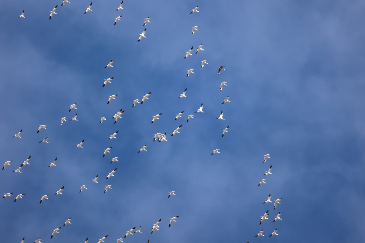 Snow Goose - ML650837398