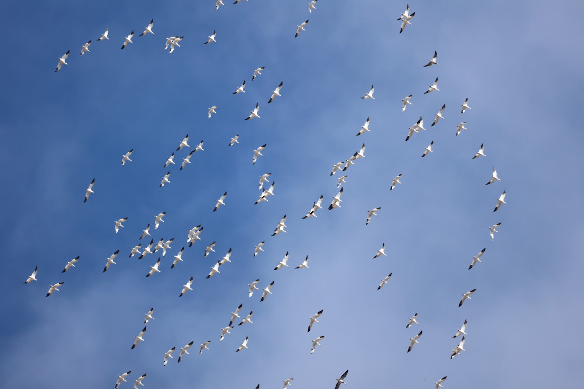 Snow Goose - ML650837401