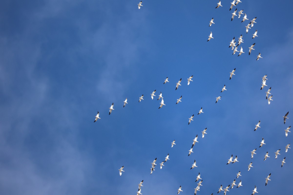 Snow Goose - ML650837402