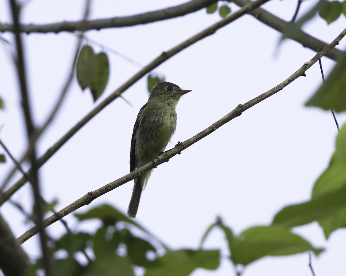 Sarı Karınlı Boreal Sinekkapan - ML650837406