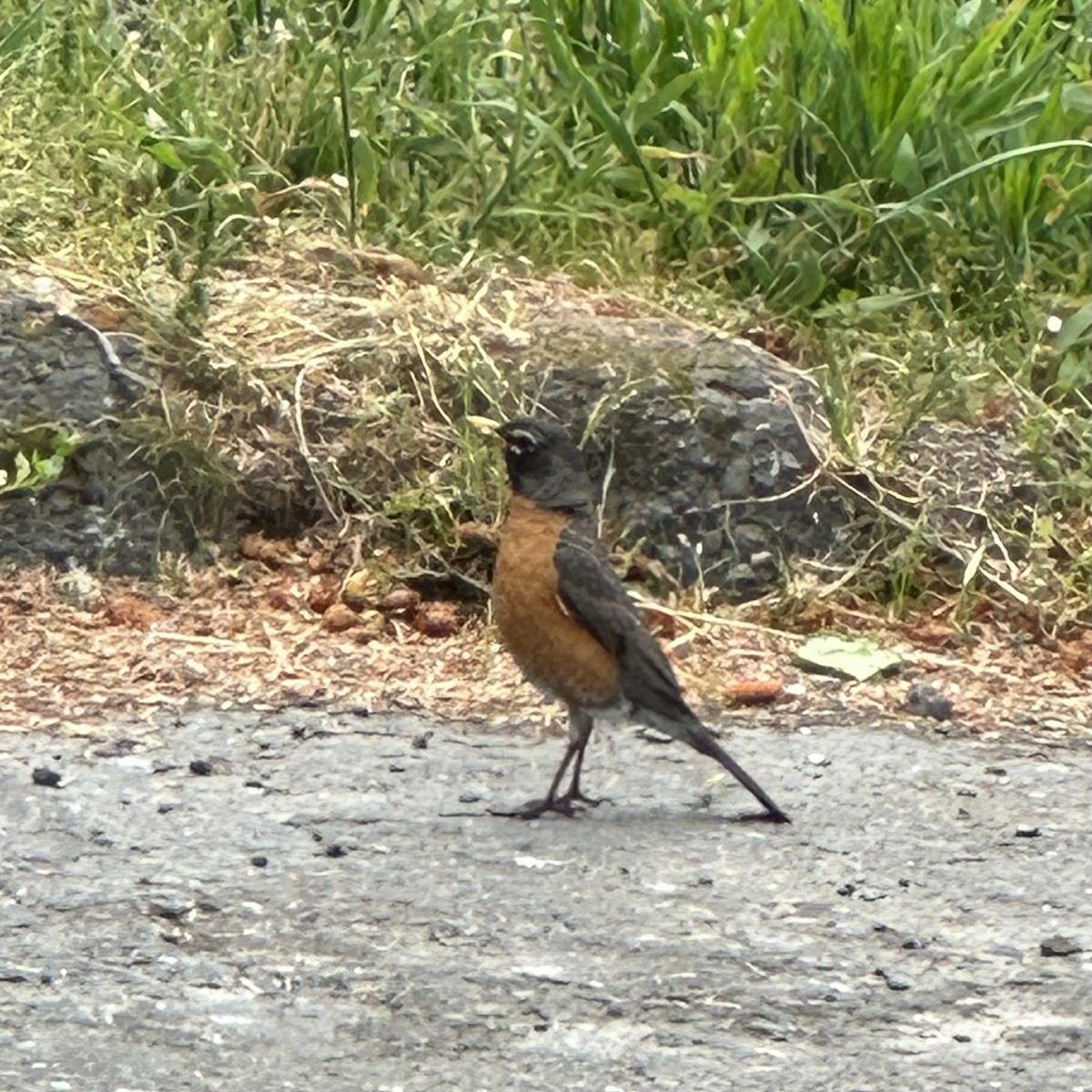 コマツグミ - ML650837421