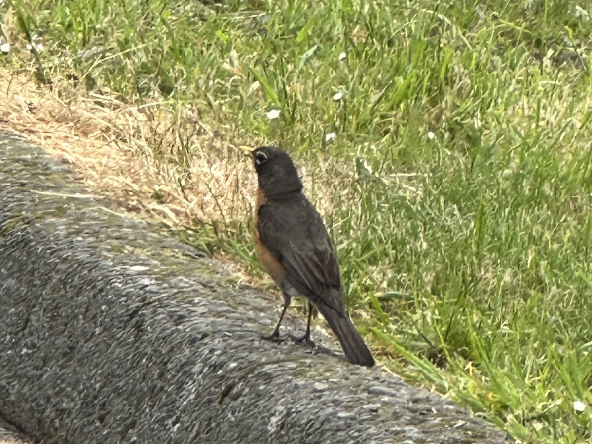 コマツグミ - ML650837422